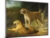 A Tiger and Tigress at the Exeter 'Change Menagerie in 1808, 1808-Jacques-Laurent Agasse-Mounted Premium Giclee Print