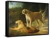 A Tiger and Tigress at the Exeter 'Change Menagerie in 1808, 1808-Jacques-Laurent Agasse-Framed Stretched Canvas