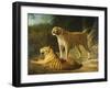 A Tiger and Tigress at the Exeter 'Change Menagerie in 1808-Jacques-Laurent Agasse-Framed Giclee Print