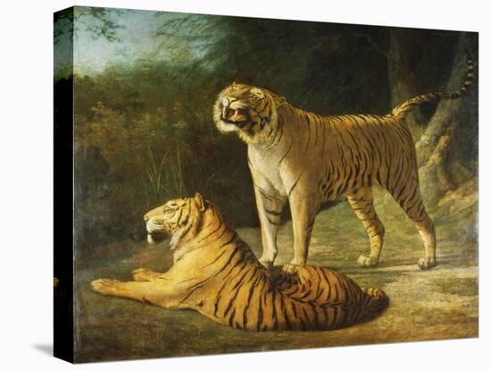 A Tiger and Tigress at the Exeter 'Change Menagerie in 1808-Jacques-Laurent Agasse-Stretched Canvas