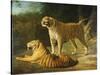 A Tiger and Tigress at the Exeter 'Change Menagerie in 1808-Jacques-Laurent Agasse-Stretched Canvas