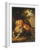 A Tiger attacking a Bull-Peter Wenzel-Framed Giclee Print