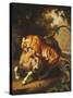 A Tiger attacking a Bull-Peter Wenzel-Stretched Canvas