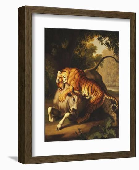 A Tiger attacking a Bull-Peter Wenzel-Framed Giclee Print