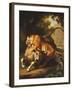 A Tiger attacking a Bull-Peter Wenzel-Framed Giclee Print