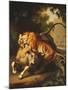 A Tiger attacking a Bull-Peter Wenzel-Mounted Giclee Print