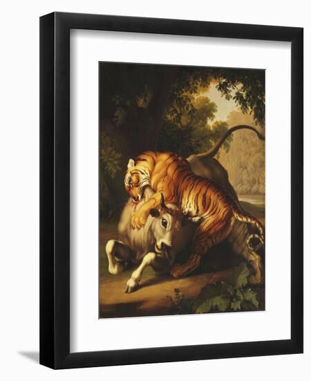 A Tiger attacking a Bull-Peter Wenzel-Framed Premium Giclee Print