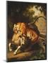 A Tiger attacking a Bull-Peter Wenzel-Mounted Premium Giclee Print