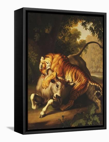 A Tiger attacking a Bull-Peter Wenzel-Framed Stretched Canvas