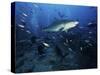 A Tiger Shark Swims Over a Group of Divers After Consuming a Large Tuna Head-Stocktrek Images-Stretched Canvas