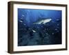 A Tiger Shark Swims Over a Group of Divers After Consuming a Large Tuna Head-Stocktrek Images-Framed Photographic Print