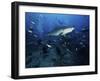 A Tiger Shark Swims Over a Group of Divers After Consuming a Large Tuna Head-Stocktrek Images-Framed Photographic Print