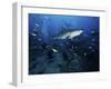 A Tiger Shark Swims Over a Group of Divers After Consuming a Large Tuna Head-Stocktrek Images-Framed Photographic Print