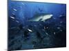 A Tiger Shark Swims Over a Group of Divers After Consuming a Large Tuna Head-Stocktrek Images-Mounted Photographic Print