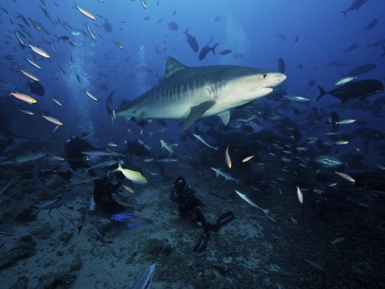 'A Tiger Shark Swims Over a Group of Divers After Consuming a Large