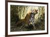 A Tiger with a Peacock-Wilhelm Kuhnert-Framed Giclee Print