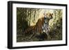 A Tiger with a Peacock-Wilhelm Kuhnert-Framed Giclee Print