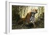 A Tiger with a Peacock-Wilhelm Kuhnert-Framed Giclee Print