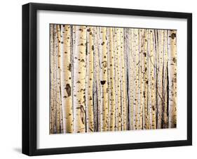 A Tight Stand of Aspens Greets the Morning Sun, Maroon Bells, Aspen, Colorado-Daniel Gambino-Framed Photographic Print