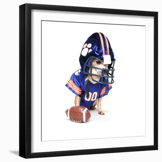 A Tiny Chihuahua in a Football Uniform-graphicphoto-Framed Photographic Print