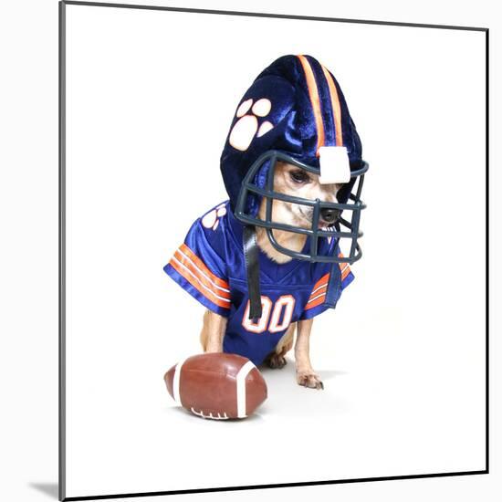 A Tiny Chihuahua in a Football Uniform-graphicphoto-Mounted Photographic Print