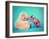 A Tiny Chihuahua Kissing a Teddy Bear-graphicphoto-Framed Photographic Print