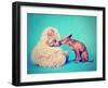 A Tiny Chihuahua Kissing a Teddy Bear-graphicphoto-Framed Photographic Print