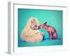 A Tiny Chihuahua Kissing a Teddy Bear-graphicphoto-Framed Photographic Print