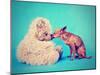 A Tiny Chihuahua Kissing a Teddy Bear-graphicphoto-Mounted Photographic Print