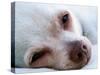 A Tiny Chihuahua Lying On A Couch-graphicphoto-Stretched Canvas