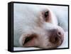A Tiny Chihuahua Lying On A Couch-graphicphoto-Framed Stretched Canvas