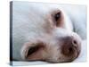 A Tiny Chihuahua Lying On A Couch-graphicphoto-Stretched Canvas