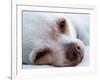 A Tiny Chihuahua Lying On A Couch-graphicphoto-Framed Photographic Print