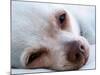 A Tiny Chihuahua Lying On A Couch-graphicphoto-Mounted Photographic Print