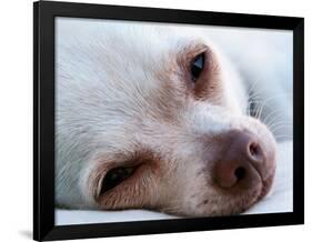 A Tiny Chihuahua Lying On A Couch-graphicphoto-Framed Photographic Print