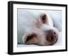 A Tiny Chihuahua Lying On A Couch-graphicphoto-Framed Photographic Print