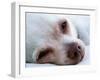 A Tiny Chihuahua Lying On A Couch-graphicphoto-Framed Photographic Print