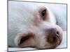 A Tiny Chihuahua Lying On A Couch-graphicphoto-Mounted Photographic Print