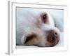 A Tiny Chihuahua Lying On A Couch-graphicphoto-Framed Photographic Print