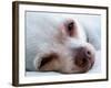 A Tiny Chihuahua Lying On A Couch-graphicphoto-Framed Photographic Print