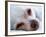 A Tiny Chihuahua Lying On A Couch-graphicphoto-Framed Photographic Print