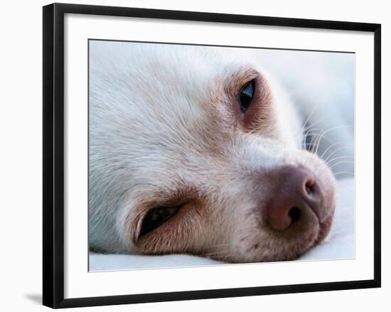 A Tiny Chihuahua Lying On A Couch-graphicphoto-Framed Photographic Print