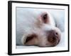 A Tiny Chihuahua Lying On A Couch-graphicphoto-Framed Photographic Print