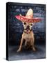 A Tiny Chihuahua With A Sombrero Hat On-graphicphoto-Stretched Canvas