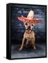 A Tiny Chihuahua With A Sombrero Hat On-graphicphoto-Framed Stretched Canvas