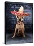 A Tiny Chihuahua With A Sombrero Hat On-graphicphoto-Stretched Canvas