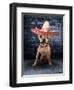 A Tiny Chihuahua With A Sombrero Hat On-graphicphoto-Framed Photographic Print