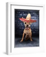 A Tiny Chihuahua With A Sombrero Hat On-graphicphoto-Framed Photographic Print