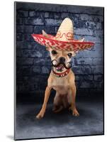 A Tiny Chihuahua With A Sombrero Hat On-graphicphoto-Mounted Photographic Print