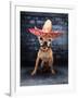 A Tiny Chihuahua With A Sombrero Hat On-graphicphoto-Framed Photographic Print